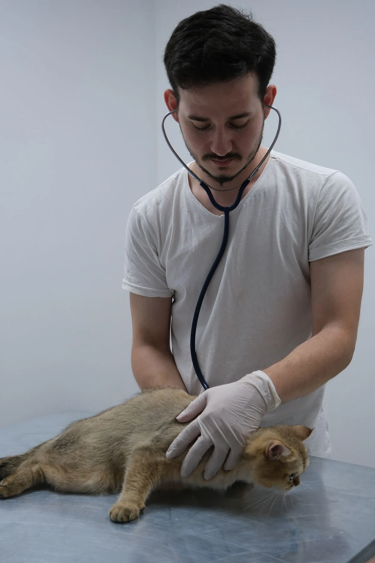 Illustrative concept photography for Oakwood Vets
